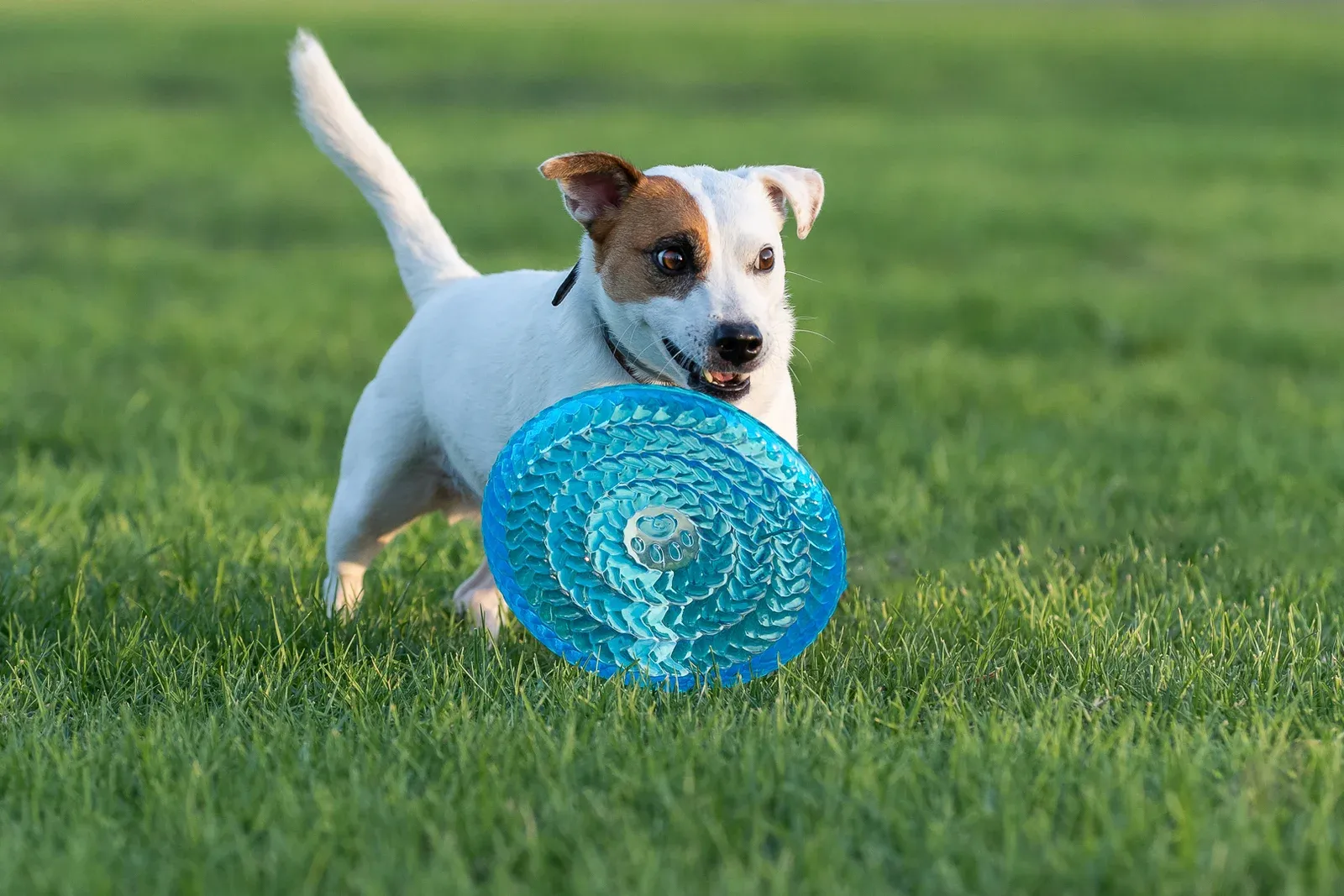 VIDog