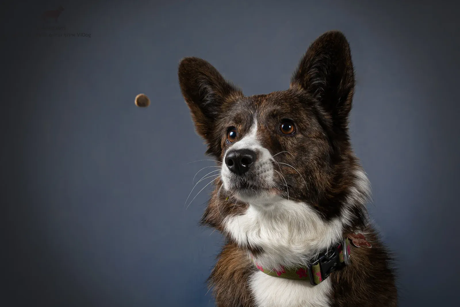 VIDog