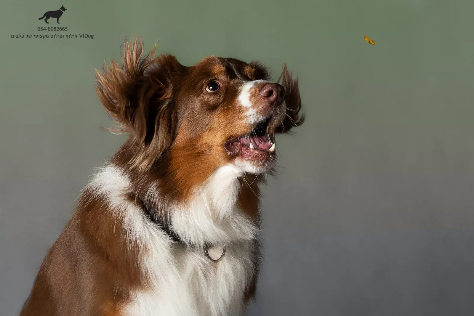 VIDog
