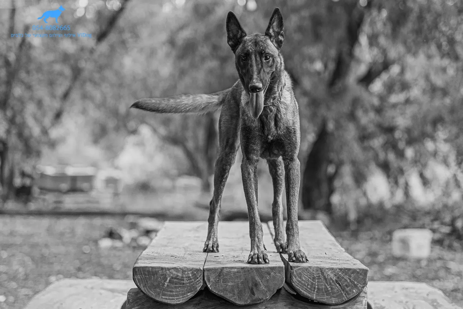 VIDog