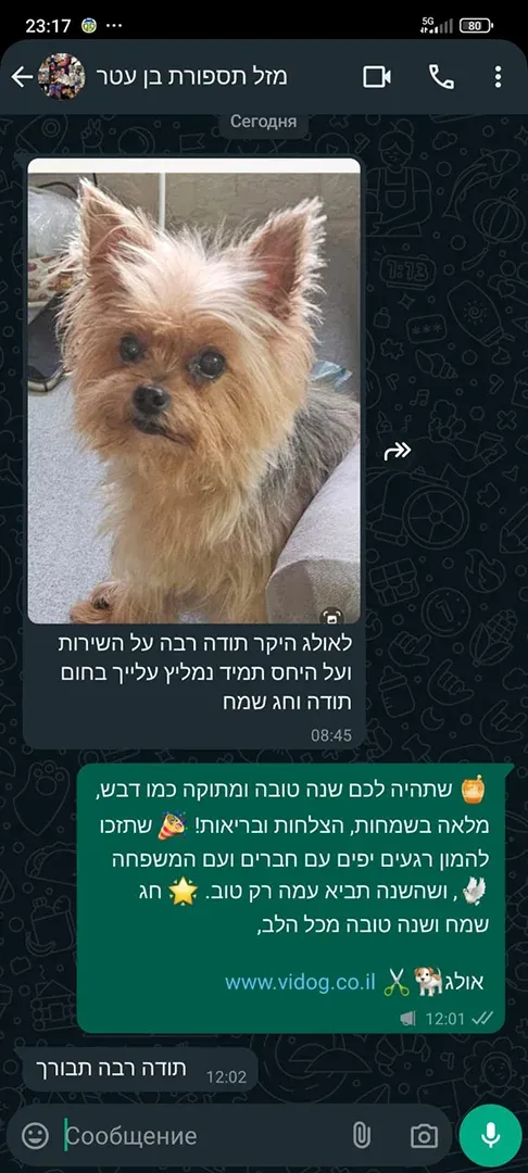 VIDog