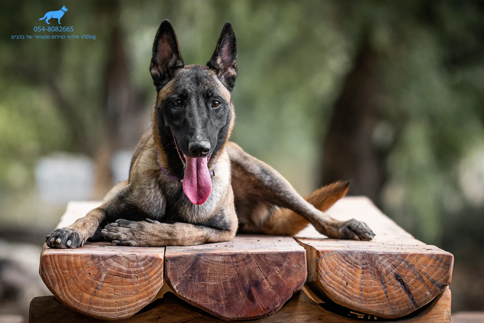 VIDog