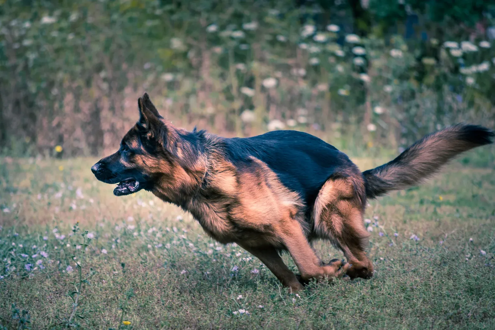 VIDog